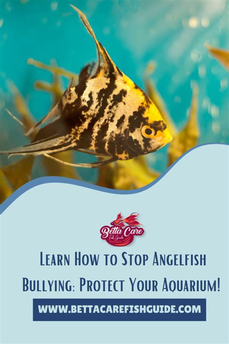 how to stop angelfish bullying other fish